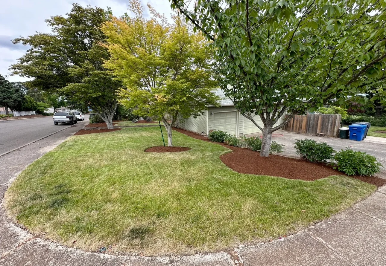 Professional lawn care and mulching service showcasing a neatly edged yard and healthy trees