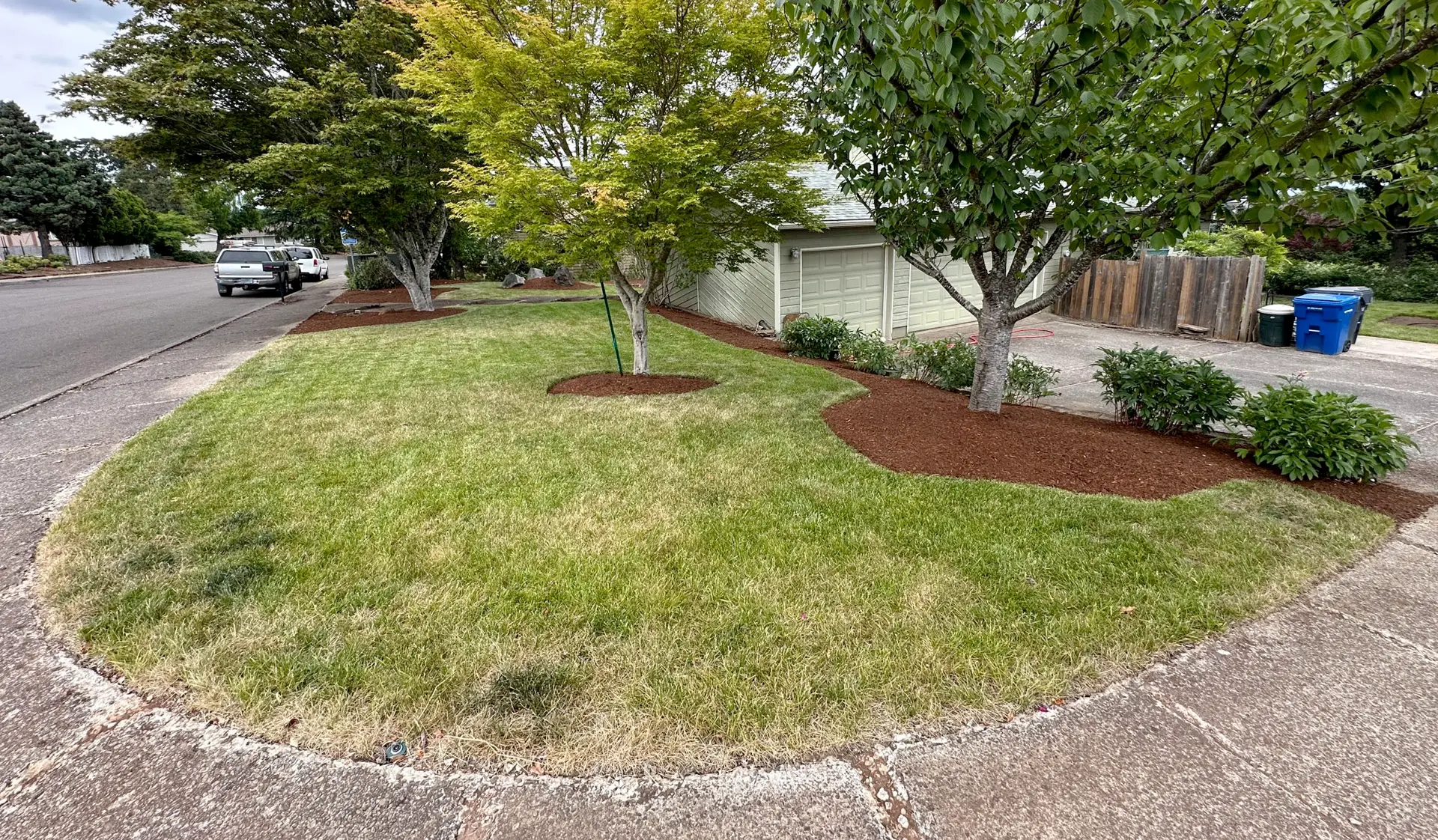 Freshly maintained residential front yard with trimmed lawn, mulched tree rings, and clean landscape edging